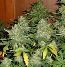 Les Experts de Soft Secrets France: Reduction de la photoperiode