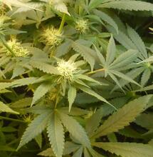 Le Pen et le cannabis : attention danger !