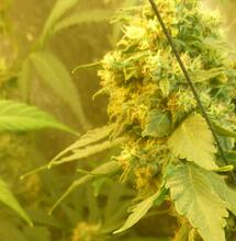 Les experts de Soft Secrets France : la couleur de la weed