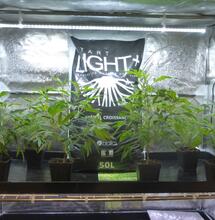 Reportage photo CBD Expo Lyon