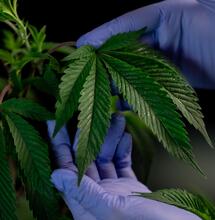 Diferencias entre F1, S1 y landrace de marihuana.