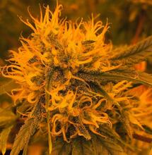 FDA: marihuana kwalifikuje się do przeklasyfikowania