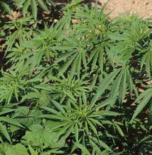 FDA 50 years of marijuana research