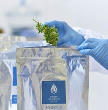 ¿Llegará el aceite de cannabis a Uruguay?