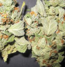 Ciao magica redazione!