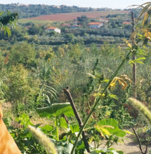 Autoproduzione: la legge proibisce e la Costituzione?