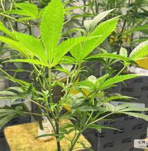 Comment un professionnel cultive à Koh Samui : « La qualité ne se résume pas à 30 % de THC »