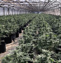 Californie : les fermes illégales continuent de prospérer