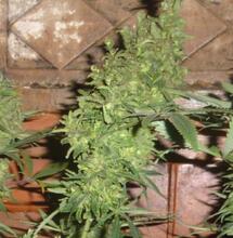 Le faux débat sur la légalisation du cannabis