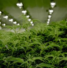 Fáze života rostliny konopí – růst