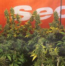 Concours French 420 sur Facebook