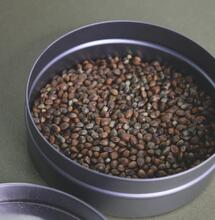 Feminizovaná semena – jak si „vyrobit“ vlastní