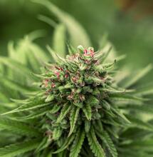 Fenotypy konopí a lov té nejlepší genetiky