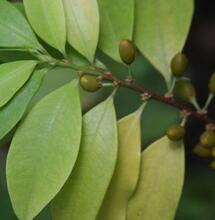 Le marché de la cocaïne dépasserait celui du cannabis