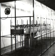 Fitotron - historia upraw indoor