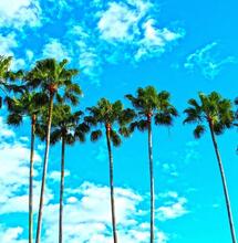 Florida Will Take a Second Vote on Cannabis 