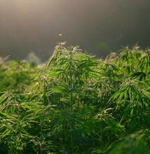 El florígeno, la proteína móvil que desencadena la floración en la marihuana. 