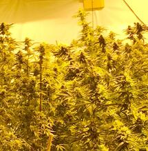 Zombie Kush ya crece en América como en casa