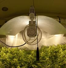 L’arte del compromesso nella coltivazione idroponica