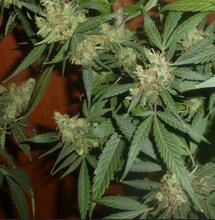 Indica et Sativa : les principales différences