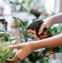 Foliar Feeding for Cannabis