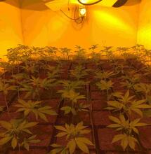 Cultivo indoor biologico con sog﻿