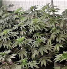 The plants that are being used for the research.