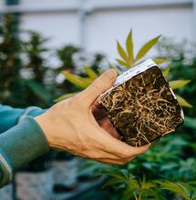 Podzemní úspěch – základ pro explozivní úrodu