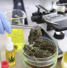 Tutto sulla Cannabis medica in un super corso on line
