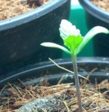 Outdoor con le autofiorenti - Coltivazione Pampa Guerrilla