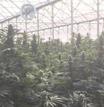 Dinamed reina en Suiza