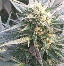 Dinamed reina en Suiza