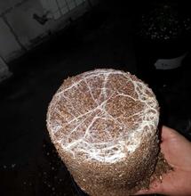 Toma nota: lavado de raíces y precosecha