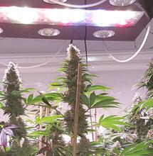 La culture sous LED de Fourtwenteam