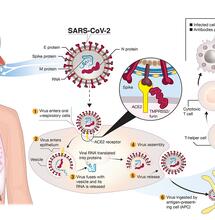 Studie zeigt: 2 Cannabinoide könnten Covid-19-Infektionen verhindern.