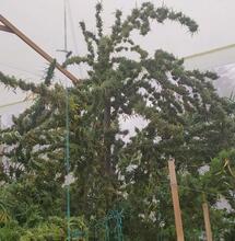 French grower en Colombie