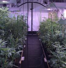 French breeder expatrié