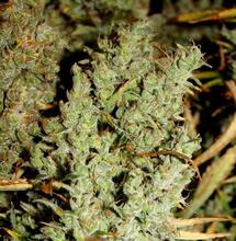 Les French Breeders toujours en action