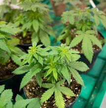 Funguicidas, fertilizantes y pesticidas pueden utilizarse en sustrato para prevenir y controlar hongos y plagas.