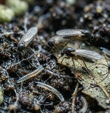 Fungus Gnats and What You Need to Know