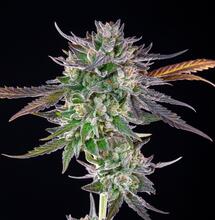 Jak uprawiać Gelato 41 BX