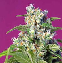 4 variedades para seleccionar una madre