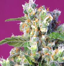 Novedades de Sweet Seeds® para 2018 - Nueva genética USA que alcanza niveles de 25% en THC