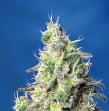 Selección de variedades no fotodependientes