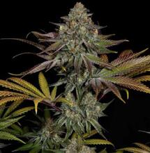 Gelato #45 : au paradis du cannabis