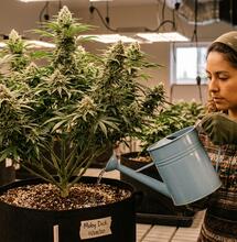 Cannabis Plant Nutrition for Each Stage of Growth and Development