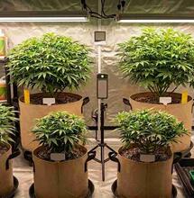 My Top Tips for Keeping Cannabis Mother Plants