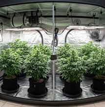 What Is Vapour Pressure Deficit and Why Is It So Important for Growers?