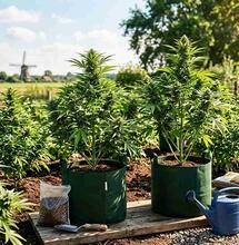 What Do You Need to Grow Cannabis Outdoors?