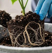 Repotting Cannabis Plants and the Importance of Healthy Roots